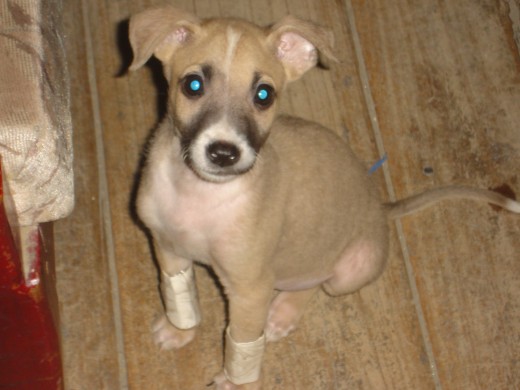 bebe tierno