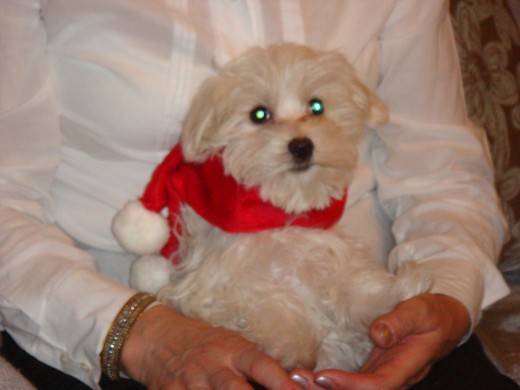 Nuca muy navideña ella,vestidita de mamá noel las navidades pasadas!!! Nuca muy navideña ella,vestidita de mamá noel las navidades pasadas!!!