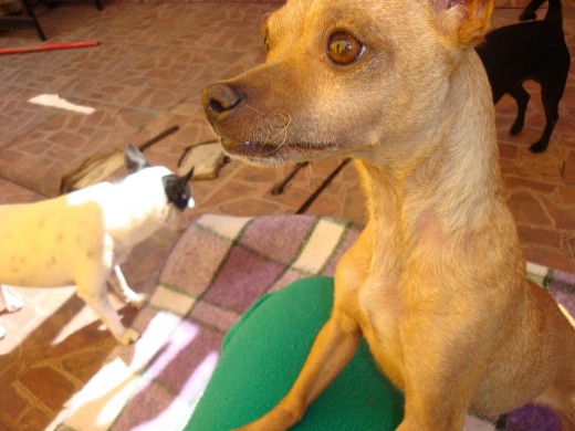 Aqui mi perrita estaba a cargo de mi novia quien le tomo la foto, se porto muy bien!!!! Aqui mi perrita estaba a cargo de mi novia quien le tomo la foto, se porto muy bien!!!!