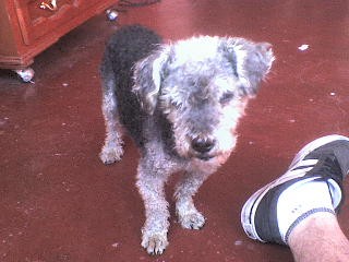es un ancianito, lo adopte hace unos dias, porque lo encontre atropellado, pero se ha recuperado y es muy inteligente y cariñoso es un ancianito, lo adopte hace unos dias, porque lo encontre atropellado, pero se ha recuperado y es muy inteligente y cariñoso