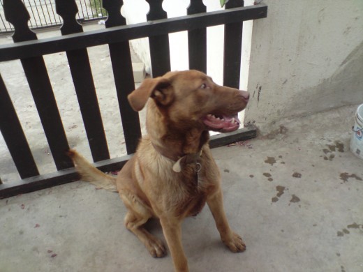 aki estaba sentado setando su plato de comida. su es pastor alemán  y su mama labrador. muy lindo y gigantesco jaja 