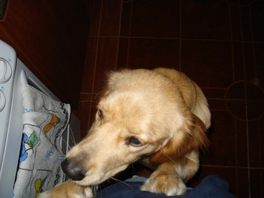 La primera foto q le tome cuando llego a nuestro hogar... te adoramos Ami! La primera foto q le tome cuando llego a nuestro hogar... te adoramos Ami!