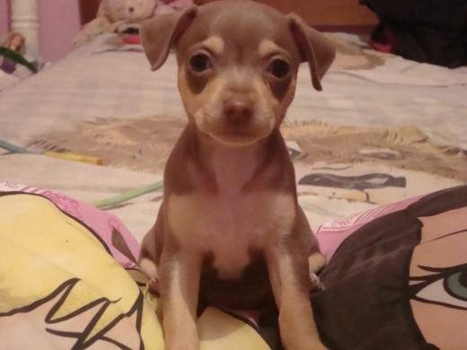 bonita travieza jeje
EDAD:2 MESES
RAZA:CHIHUAHUA
TIENE PEDIGRE
ME LLAMO COQUETHA
ME GUSTA JUGAR CON LA PELOTA MIS PELUCHES Y MORDER A UN GAYO JEJE bonita travieza jeje
EDAD:2 MESES
RAZA:CHIHUAHUA
TIENE PEDIGRE
ME LLAMO COQUETHA
ME GUSTA JUGAR CON LA PELOTA MIS PELUCHES Y MORDER A UN GAYO JEJE