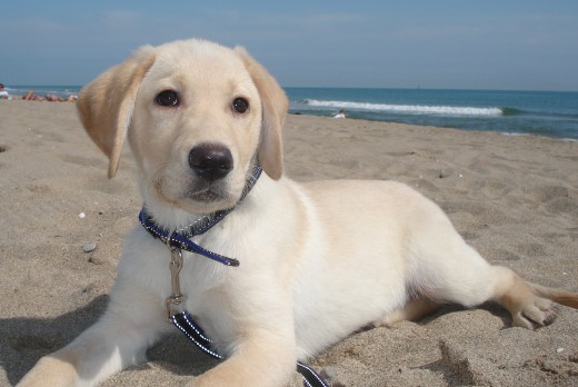 Gambo el rei del mambo con unos 3-4 meses, era precioso. Gambo el rei del mambo con unos 3-4 meses, era precioso.