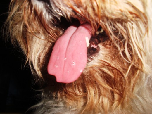 my little pink tongue....