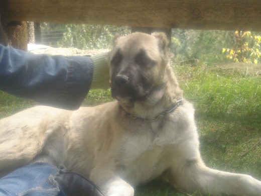 Nuray, la embra de mi amigo y socio jose actualmente esta en cd de Mexico, Importada diorectamente de Sivas Turkia un Kangal 100% puro Nuray, la embra de mi amigo y socio jose actualmente esta en cd de Mexico, Importada diorectamente de Sivas Turkia un Kangal 100% puro