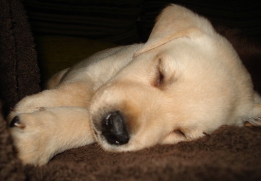 Este es Talos, un cachorrito de 1 mes y 3 semanas más o menos es un dormilón.