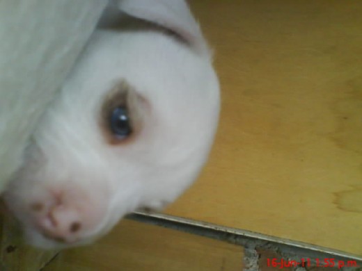 cria de mi perra zoe creo se iiama cloe