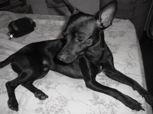 le encanta estar en la cama!!!!   y posar para la camara jiji