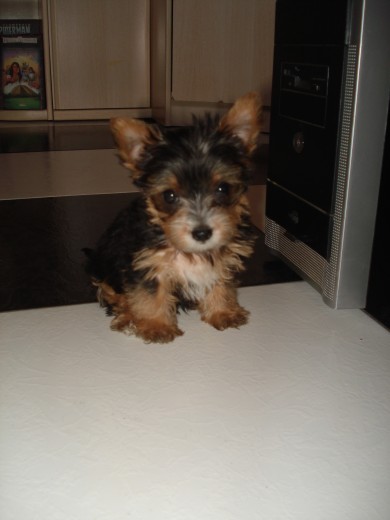 ESTE ES MI PERRITO JACKO, NOMBRE EN HONOR A MICHAEL JACKSON YA QUE LLEGO A CASA EL MISMO DIA DE SU FUNERAL, EL 7 JULIO