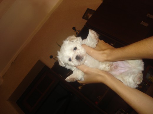 Este es Kobby mi cachorro de Bichon Habanero... es de color blanco con las orejas canela... es muy jugueton y desde que llego se convirtio en el rey de la casa... Este es Kobby mi cachorro de Bichon Habanero... es de color blanco con las orejas canela... es muy jugueton y desde que llego se convirtio en el rey de la casa...