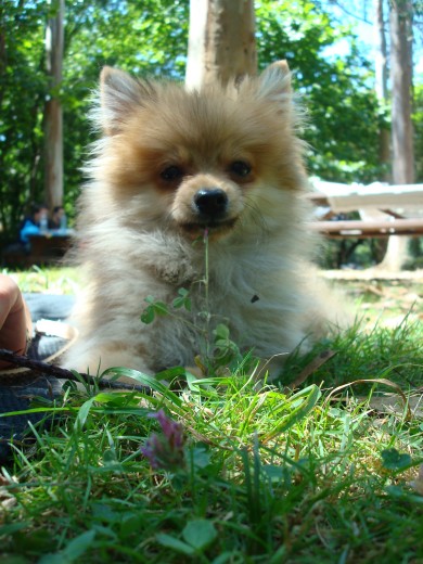 Mi pomerania pumy