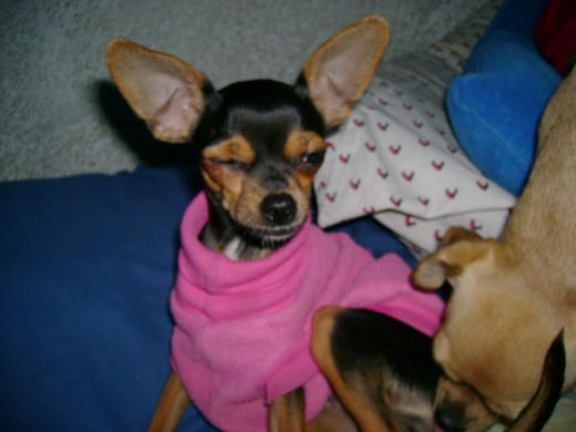 barCelona jugandO con peggY..!! barCelona jugandO con peggY..!!