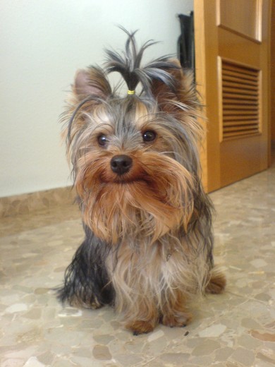Kiwi con un añito, ahora tiene el pelo mas largo y sigue igual de guapo