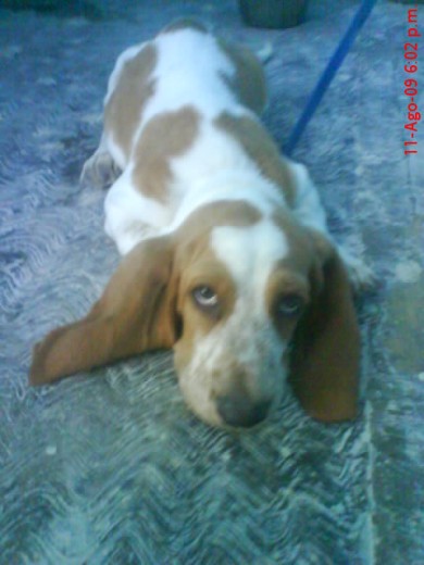 Es un perritO maravillos jugenton le encanta anadar corriendo.. lO amO.. Es un perritO maravillos jugenton le encanta anadar corriendo.. lO amO..