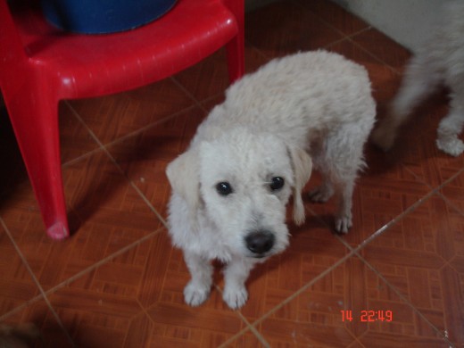 Este es mi perro spike es un perro hermoso