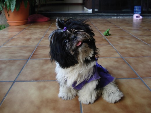 Pozhi es muy coqueta y le encanta sonreir ante la camara! Pozhi es muy coqueta y le encanta sonreir ante la camara!