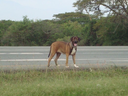 ME ENCANTA ESTAR AL AIRE LIBRE... PERO SIN COLLAR. YO SÉ COMO COMPORTARME