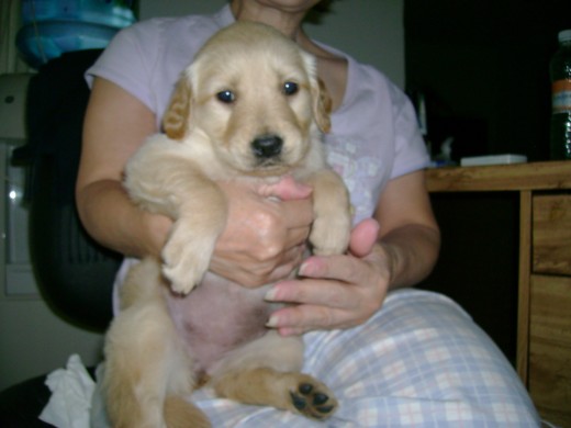 Abby en manos de mi mamá el día de su llegada a casa