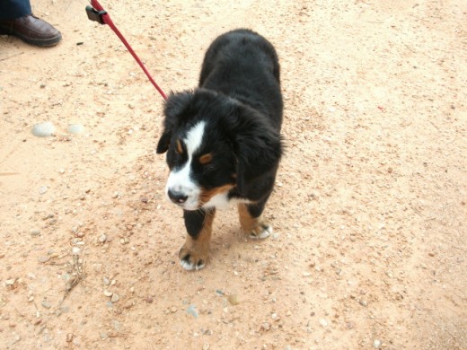 Foto de Arnau, dando un pequeño paseo.