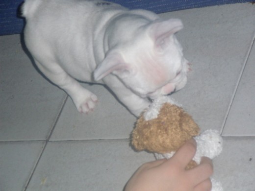 Nica jugando con un perro de peluche