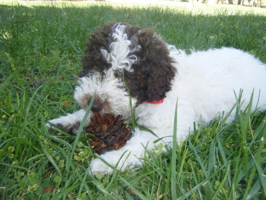 jugando en el parque