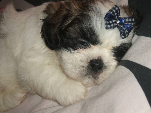 Esta es mi pequeña Candy con cuarenta y pocos días, ahora tiene 50 días, no llega a los dos meses Esta es mi pequeña Candy con cuarenta y pocos días, ahora tiene 50 días, no llega a los dos meses