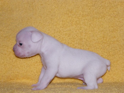 WHITE DE ESPASANDE
(MACHO)
PEDIGREE REGISTRADO EN LA F.C.E
SOCIOS FEDERACION CINOLOGICA
AFIJO ASIGNADO