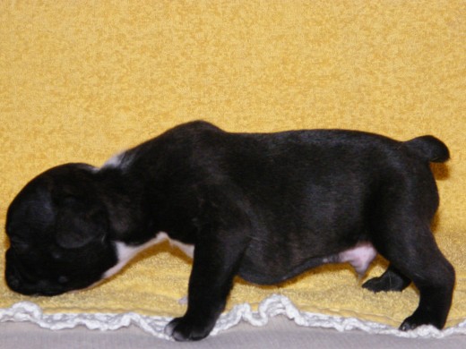 HAND DE ESPASANDE
(MACHO)
PEDIGREE REGISTRADO EN LA F.C.E
SOCIOS FEDERACION CINOLOGICA
AFIJO ASIGNADO