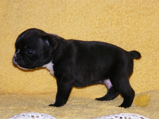 BULLER DE ESPASANDE
(MACHO)
PEDIGREE REGISTRADO EN LA F.C.E
SOCIOS FEDERACION CINOLOGICA
AFIJO ASIGNADO