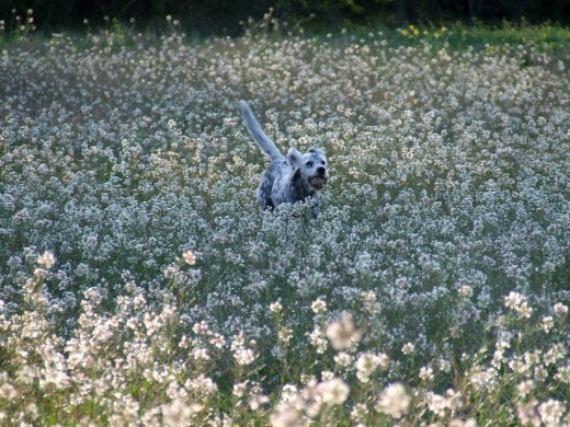 ENTRE FLORES 