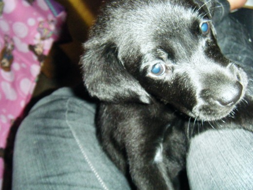 en esta foto tenia 2 meses en esta foto tenia 2 meses