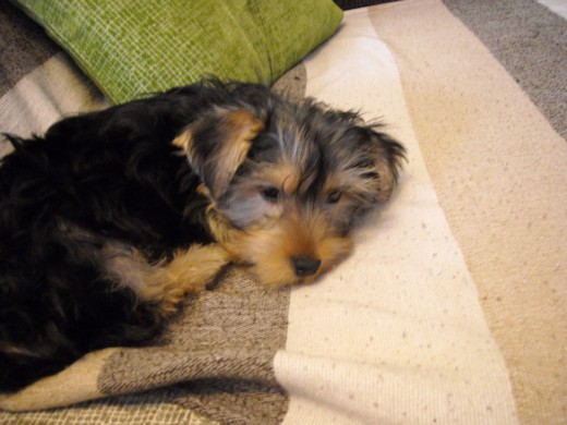 Este es mi perro aqui se acababa de despertar se llama bleys y en esa foto tenia4 meses es un cachorrito pero ahora ya tiene 6 meses SE ESTA HACIENDO UN HOMBRE xD.¡¡!! Este es mi perro aqui se acababa de despertar se llama bleys y en esa foto tenia4 meses es un cachorrito pero ahora ya tiene 6 meses SE ESTA HACIENDO UN HOMBRE xD.¡¡!!