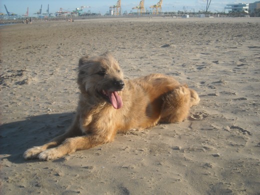 Katy en la playa descansando :P Katy en la playa descansando :P