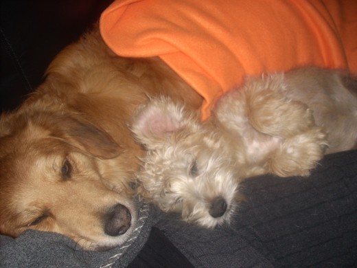Son Rex y Coco, durmiendo a mi lado.