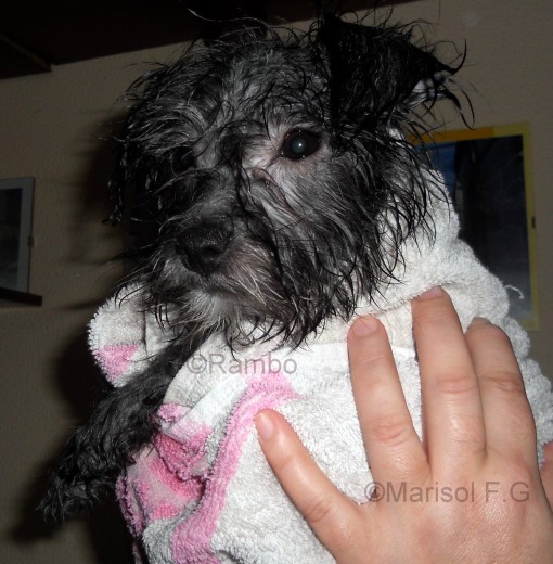 Su primer baño!! 

No le gustó mucho... jajajajajja... quería morder el agua!! 