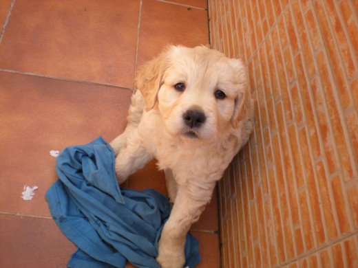 mi perra no esta en venta