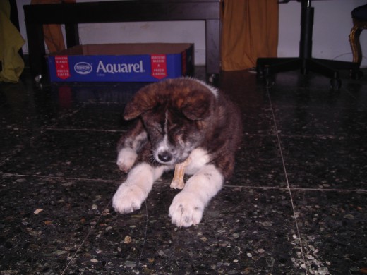 MORDIENDO UN HUESO MORDIENDO UN HUESO