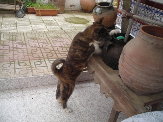 shiro buscando algo que morde como de costumbre