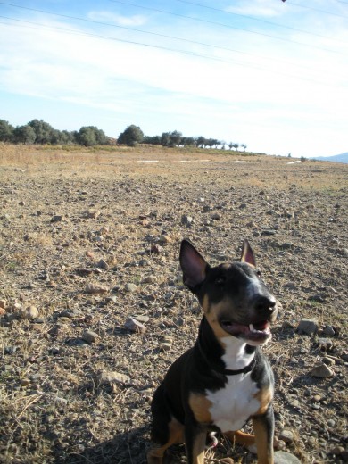 Zeus en el campo