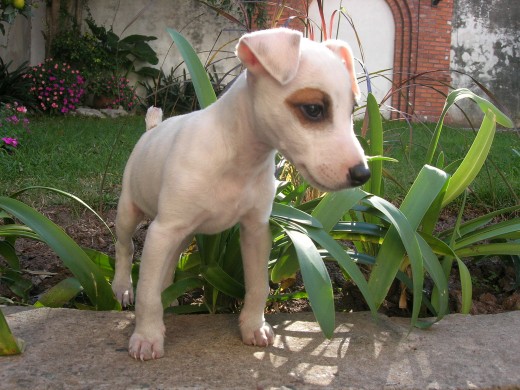 spot cuando tenia 3 meses spot cuando tenia 3 meses