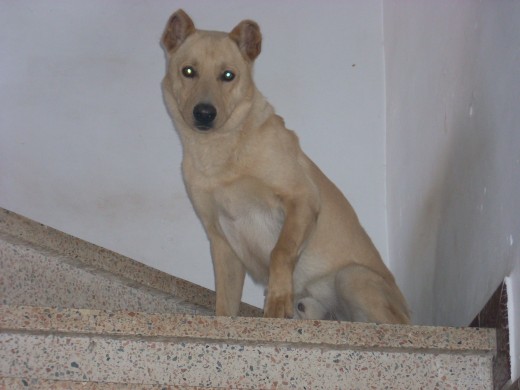 Este es mi perro, es un cruce entre un Pastor aleman y un Doberman. Este es mi perro, es un cruce entre un Pastor aleman y un Doberman.