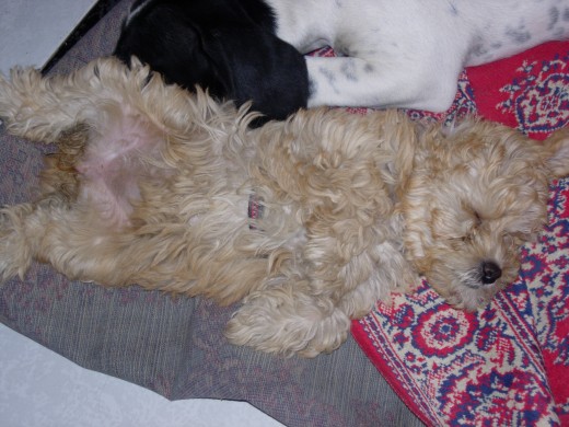 CHITA DURMIENDO CON KIRA CHITA DURMIENDO CON KIRA