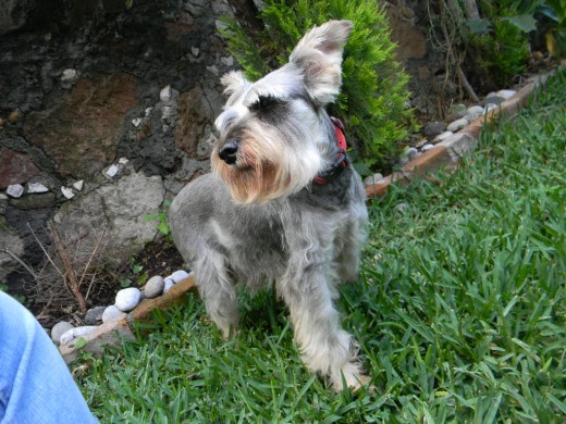 mi schnauzer  miniatura =) tota!!!