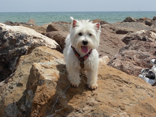 Un paseo por la playa. Un paseo por la playa.