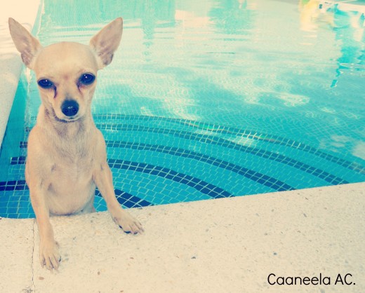 Canelita en la piscina