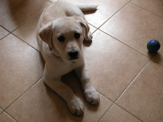 hola, me llamo laika tengo poco mas de 3 meses y me encanta jugar. 