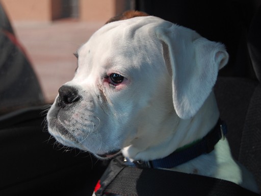 En esta foto sale Jack en el coche, camino al parque un sabado por la mañana.