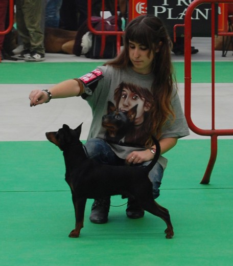 Exposición canina Valls 2011
Viel de Caprichitos
Clase Joven: EXC 1º - CCJ