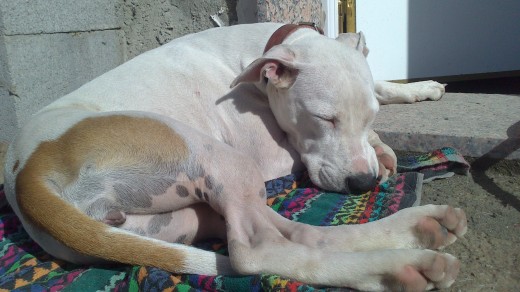Tomando el sol